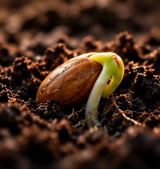 A seed splitting open as its first shoot pushes into the soil